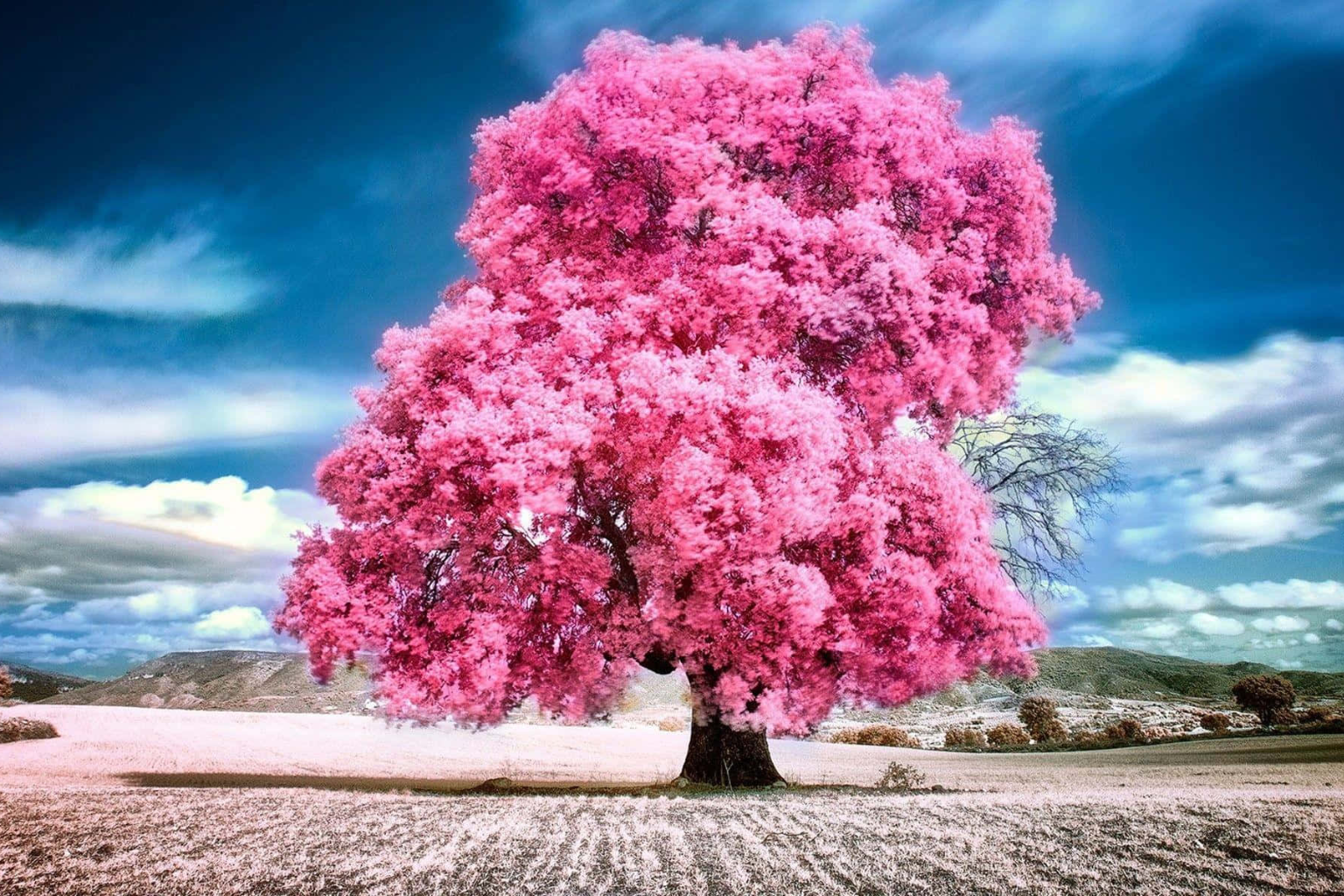 The Value of Trees in Islam – Quranic Teachings and Spiritual Benefits